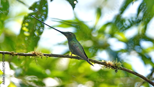  Sword-billed hummingbird (Ensifera ensifera) perched on a branch at Guango Lodge, outside of Papallacta, Ecuador