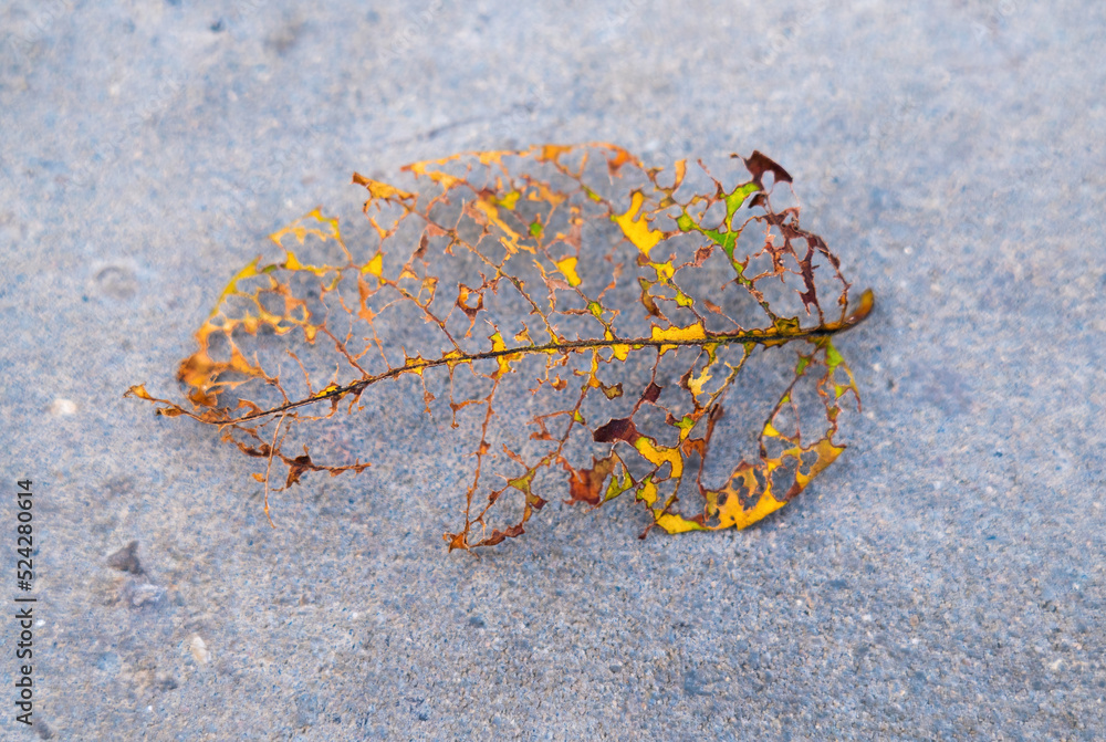 custom made wallpaper toronto digitalleaf skeleton on the road