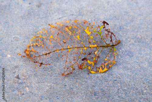 Wallpaper Mural leaf skeleton on the road Torontodigital.ca