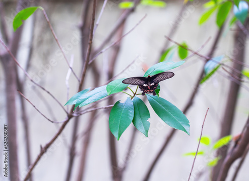 Wallpaper Mural black butterfly on a leaf Torontodigital.ca