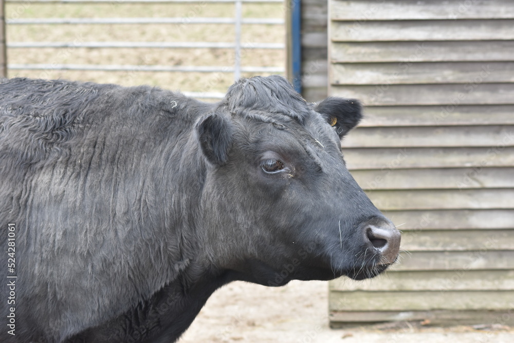 Angus Cow - Rescued Cow
