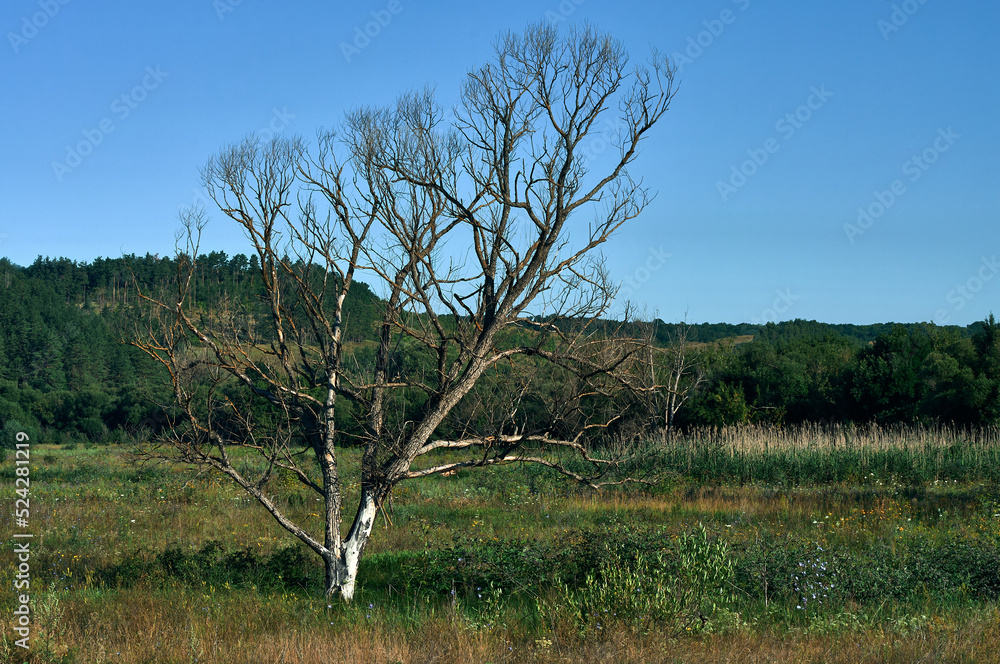 A dead tree stands in the middle of a field overgrown with wild grass