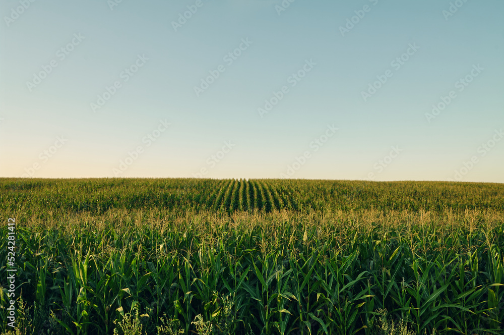 A huge field of almost ripe corn, smooth rows of corn go to the horizon, clear summer sky and evening sun, beautiful rural landscape