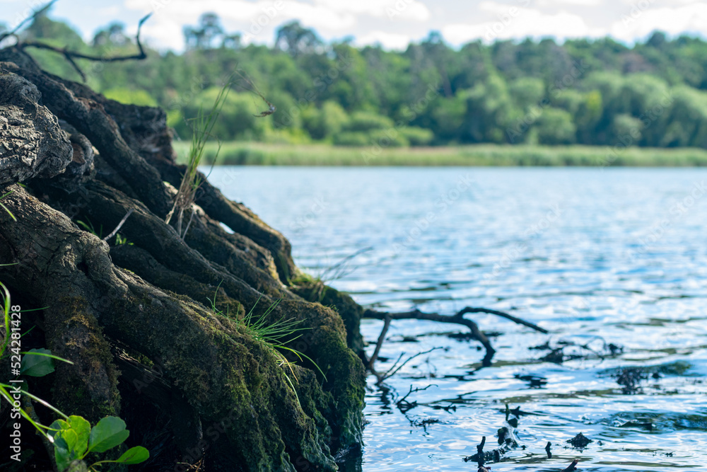 The roots of an old tree in the background of the river. The roots of an old tree in the background of the river.