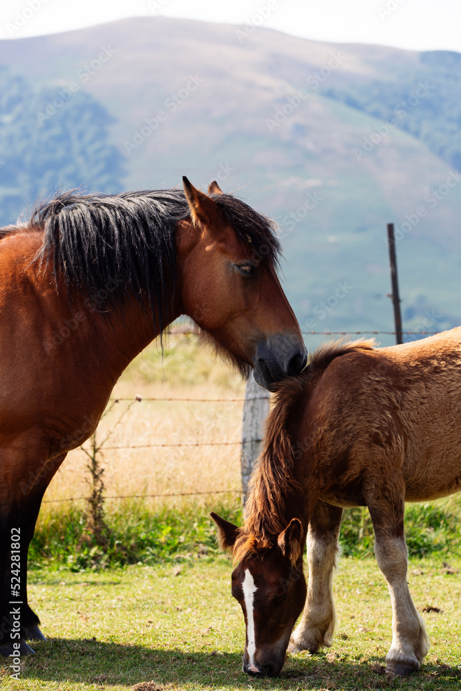 Horse and foal grazing together at sunset in a meadow.