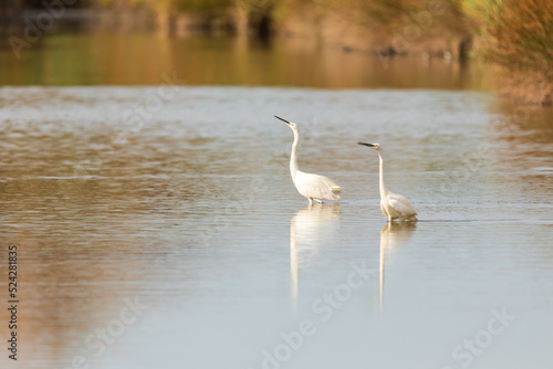 Due bianche garzette , uccello acquatico, sulla laguna del mare. Animali allo stato libero. © snake_xenzia