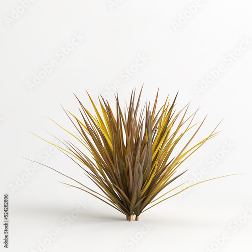 3d illustration of Muhlenbergia rigens grass isolated on white bachground