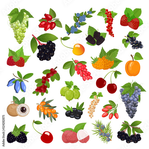 Different Berries set, with leaves on the branches. Vector illustration isolated on white background