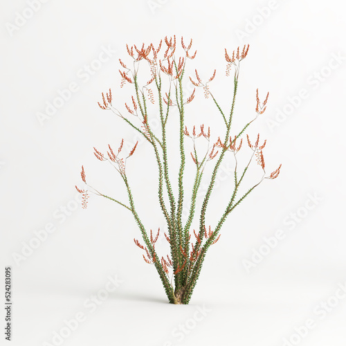 3d illustration of Fouquieria splendens tree isolated on white bachground photo