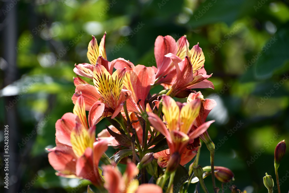 Obraz premium アルストロメリア