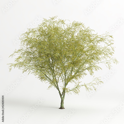 3d illustration of Parkinsonia florida tree isolated on white bachground photo