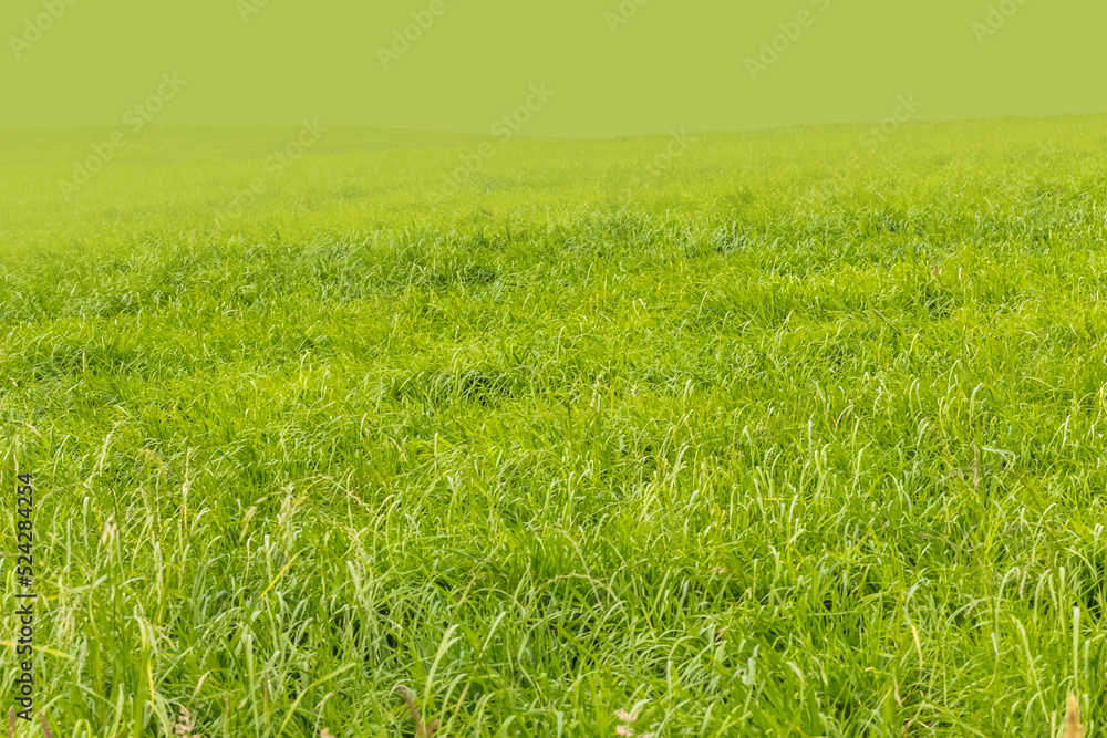 Obraz premium green wheat field