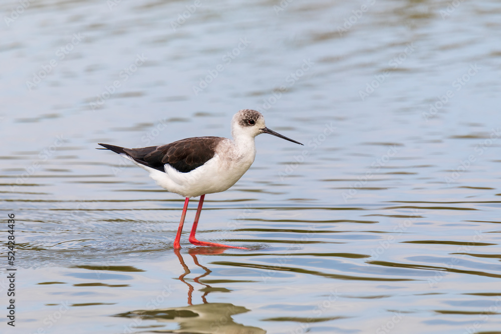 Cavaliere d'italia, Himantopus himantopus, che cammina nella laguna del mare. Uccello acquatico