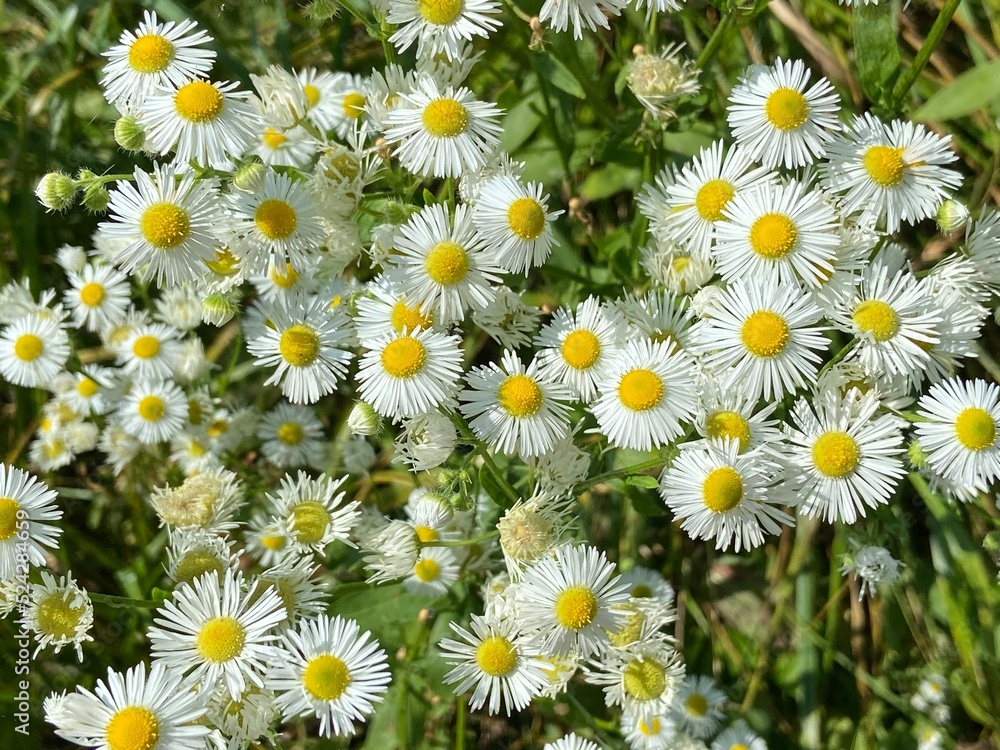 field of daisies