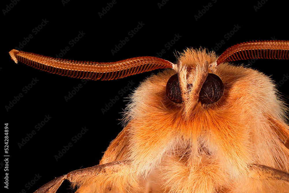 Obraz premium Close up of orange butterfly head with feathered antennae