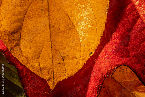 Colorful autum leaves, close up, detail
