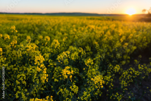 beautiful rapeseed field