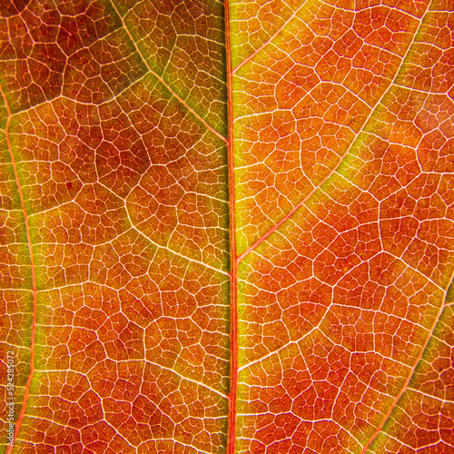 Bright autumn colors in a leaf, close-up, detail, leaf veins