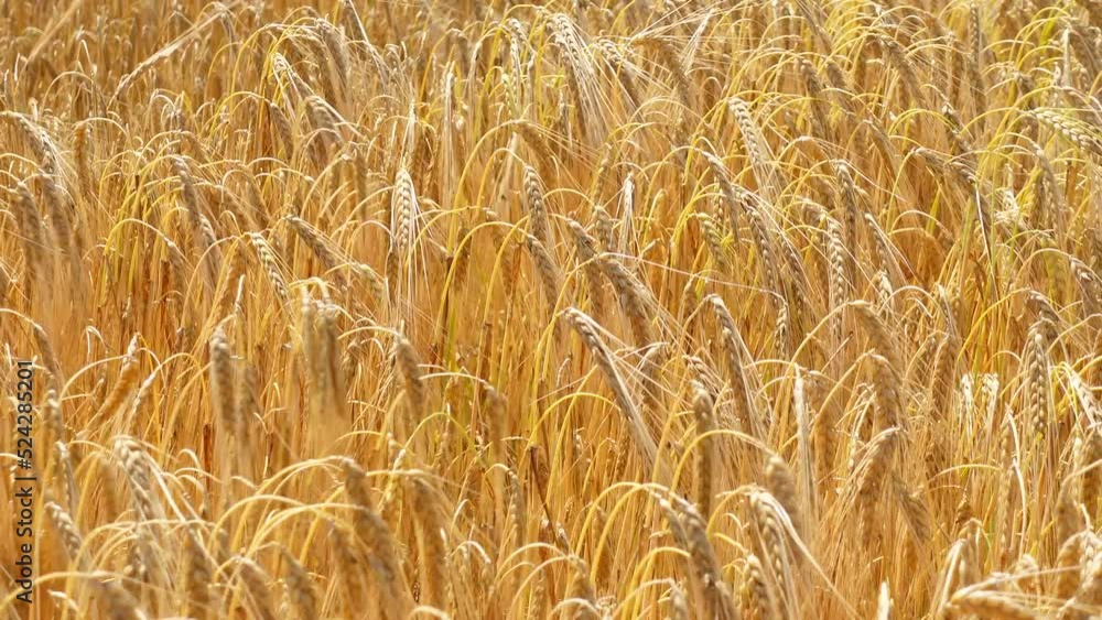 Golden ears of wheat swaying in the wind on the field. Stable shot. Sunny weather in the middle of the day Golden ears of wheat swaying in the wind on the field. Stable shot. Sunny weather in the middle of the day