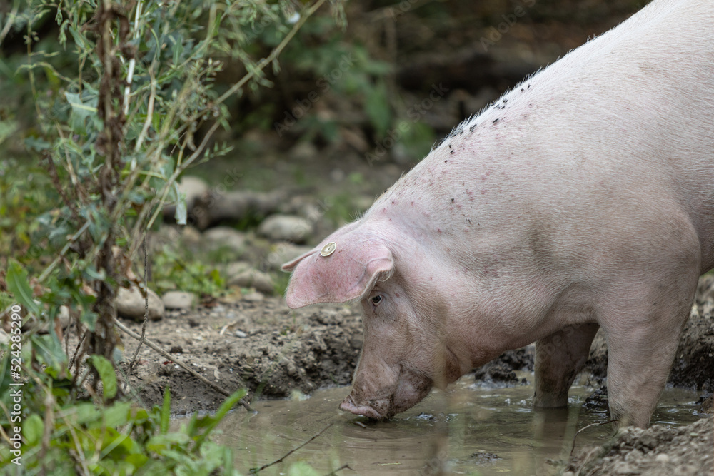 Pink pig, free range, organic farm, mud hole, Sus scrofa Pink pig, free range, organic farm, mud hole, Sus scrofa
