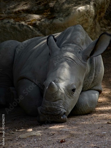 Amnéville Zoo, August 2022 - Magnificent rhinoceros
