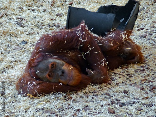 Amnéville Zoo, August 2022 - Beautiful Orangutan 