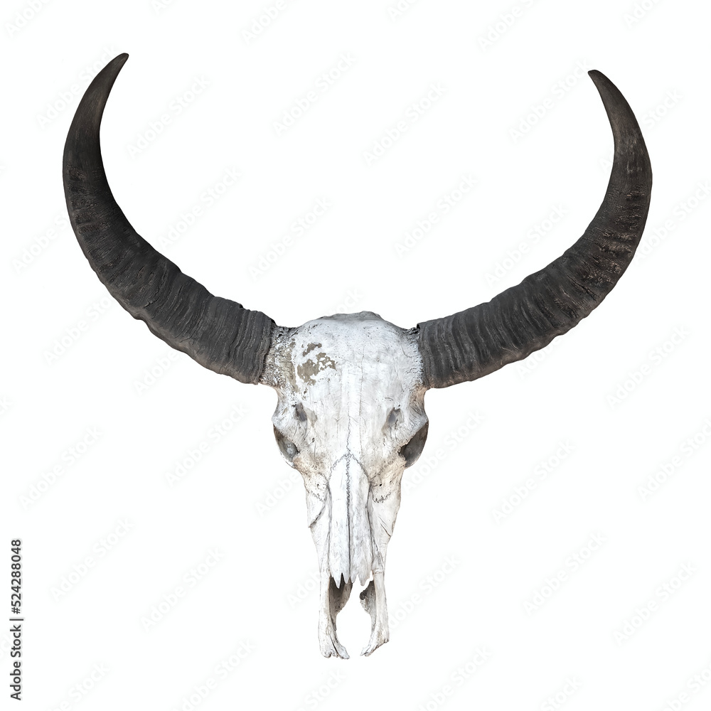 Fototapeta premium long horn buffalo skull isolated on white background