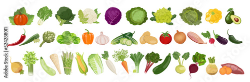 Big set of vegetables and root crops, organic farm grown vegan produce. Vector illustration on white backgroundv