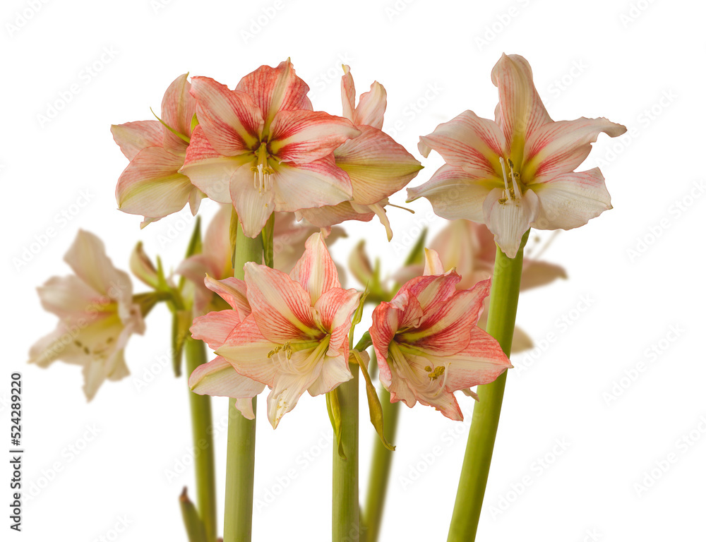 Hippeastrum (amaryllis) Galaxy Group Princes Amore Hippeastrum (amaryllis) Galaxy Group Princes Amore