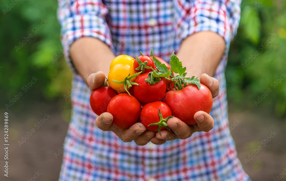 Male farmer harvests tomatoes in the garden. Selective focus. Male farmer harvests tomatoes in the garden. Selective focus.