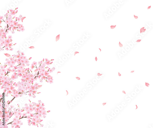 美しく華やかな満開の薄いピンク色の桜の花と花びら舞い散る春の白バックフレームベクター素材イラスト