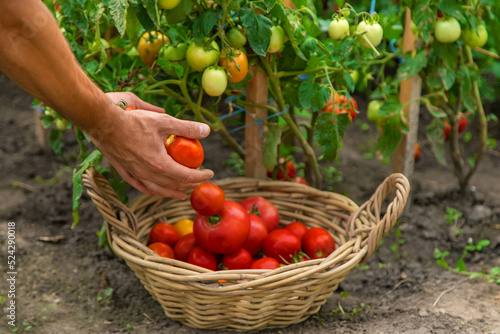 Male farmer harvests tomatoes in the garden. Selective focus.