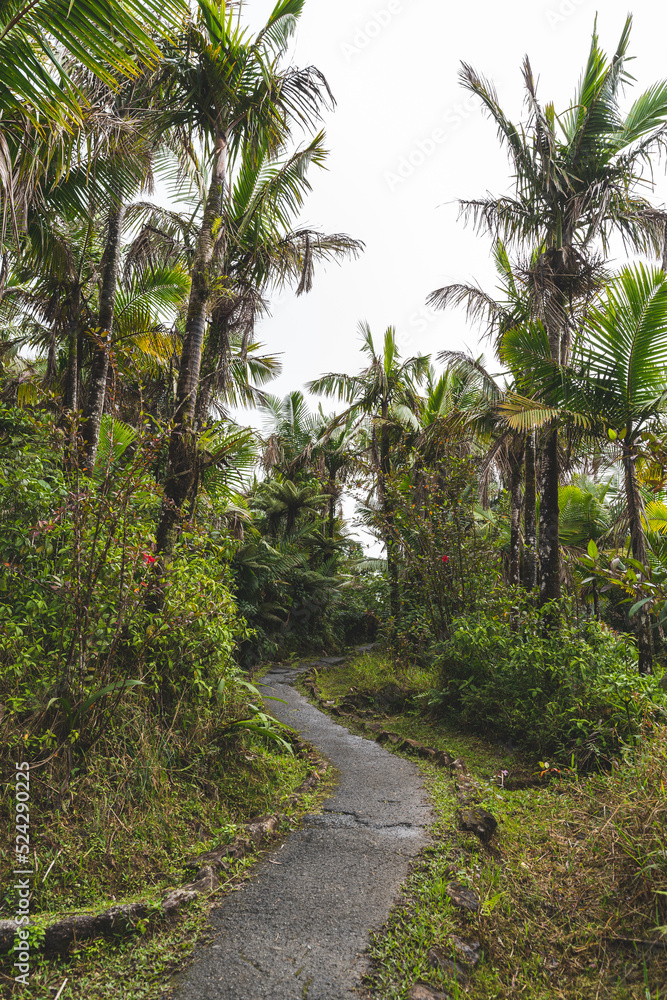 paved footpath in tropical rain forest on overcast day paved footpath in tropical rain forest on overcast day