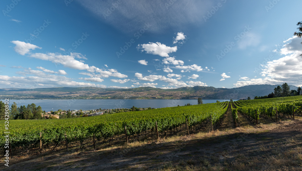 Obraz premium vineyard