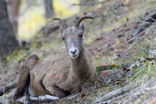 Fototapeta Naklejka Na Ścianę i Meble -  mountain goat