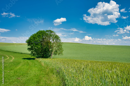Landschaft mit Wiesen Feldern und Bäumen im Sommer