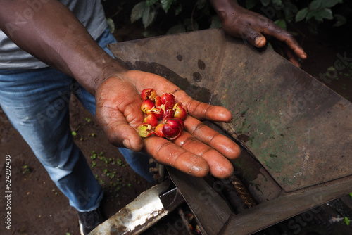 sausages in the garden