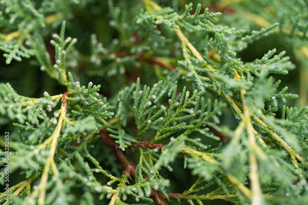 background of thuja close-up