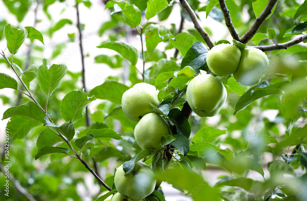 apples on a tree close-up in summer