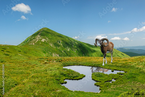Ram near the lake on the slope of Hoverly, the highest peak of the Carpathians of Ukraine