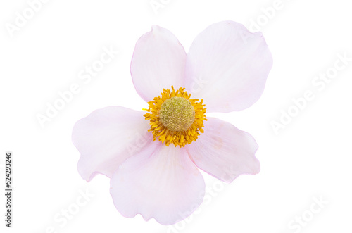 japanese anemone isolated