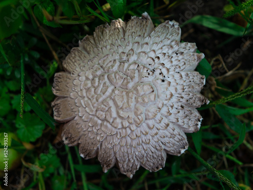 mushroom on the moss