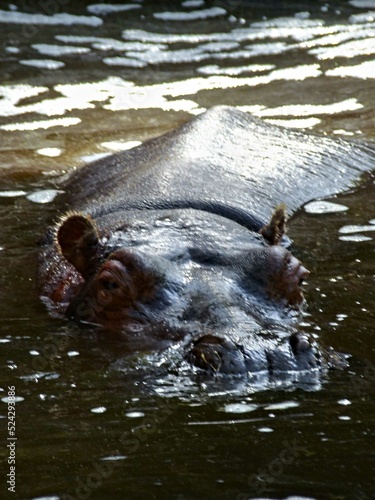 Amnéville Zoo, August 2022 - Magnificent Hippopotamus