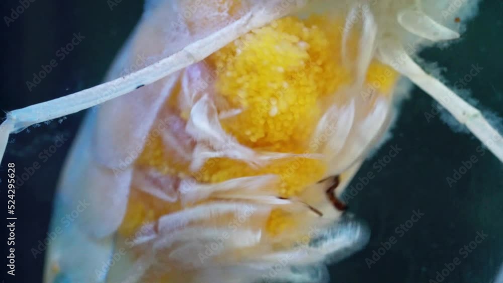 Macro of Shrimp eggs. Close up of pregnant shrimp swimming and floating