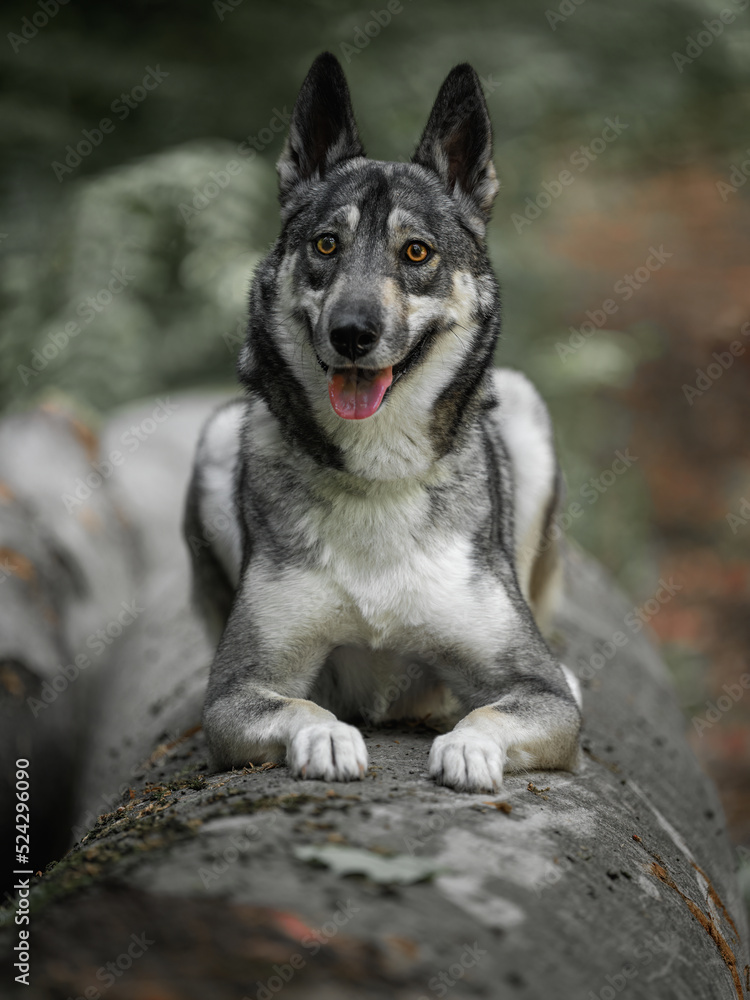 Schäferhund, Husky Mischling, Hund, grau, schwarz Schäferhund, Husky Mischling, Hund, grau, schwarz