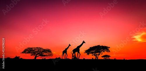 African Safari Animals Savannah. Silhouette Sunset Scenery Backgrounds.