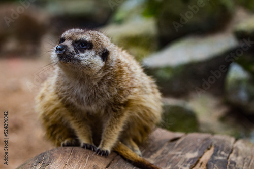 meerkat on the lookout © Tom