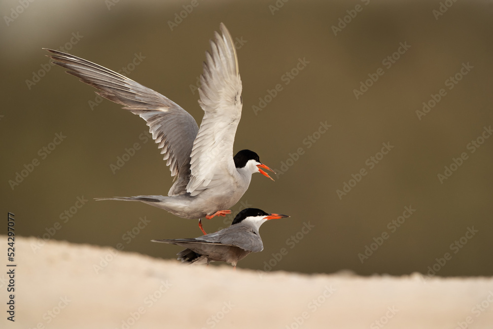 White-cheeked Terns mating at Sanad coast, Bahrain White-cheeked Terns mating at Sanad coast, Bahrain