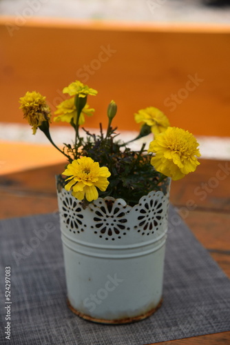 Yellow cloves in a pot