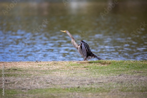 Adorable Australasian Darter bird against water background photo